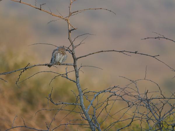 <h3><a href="/trips/safari/biota/animalia/chordata/aves/031 strigiformes/002 strigidae/glaucidium perlatum/glaucidium perlatum-en.html">Glaucidium&nbsp;perlatum</a> / Pearl‑spotted&nbsp;owlet / Geparelde&nbsp;dwerguil</h3>OM-1 Mark II with OLYMPUS M.150-400mm F4.5, 1/2000 sec at F4.5, ISO 1600, distance 26.5&nbsp;m
